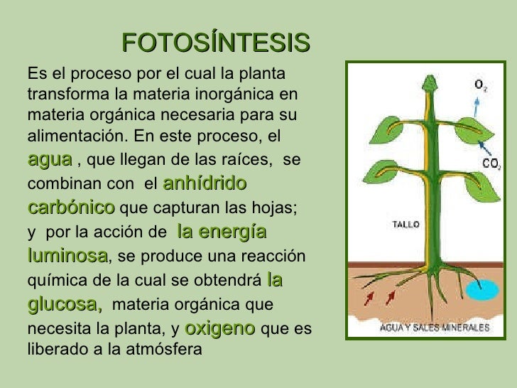 Descripcion del proceso de la fotosintesis 79 Descripcion del proceso de la fotosintesis 3